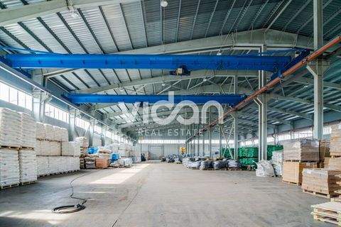 Köln Halle, Köln Hallenfläche