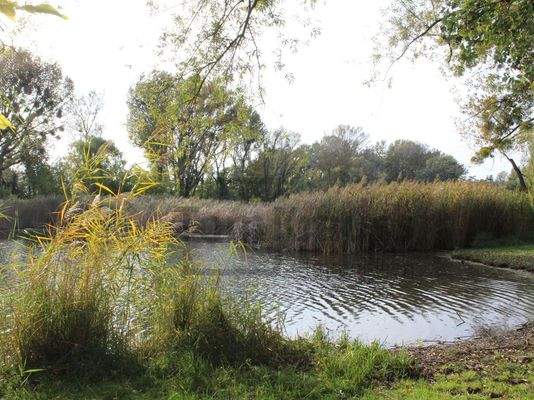 zauberhafte Natur in unmittelbarer Nähe - Mühlwasser