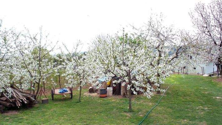 korte-viragzas-megy (1).jpg