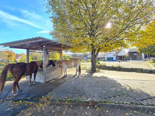 Schlatter Immobilien Leibertingen automatische Futterluke