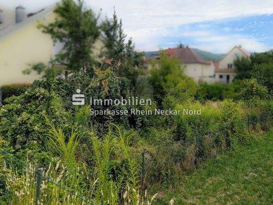 Die Bergstraße im Hintergrund