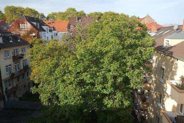 Innenhof (Walnussbaum)