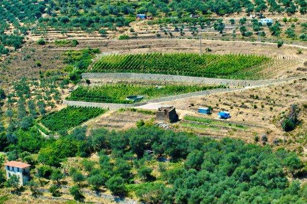 PE672_11 TERRA ITALIA IMMOBILIEN_LIGURIEN_WEINGUT_