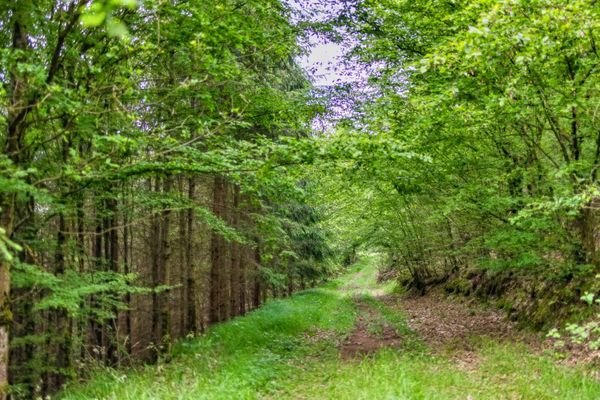 Blick in die Waldlandschaft