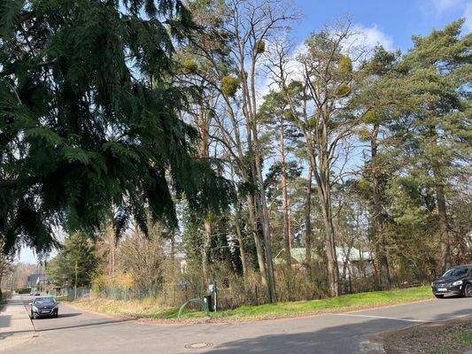 Umgebung alter Baumbestand