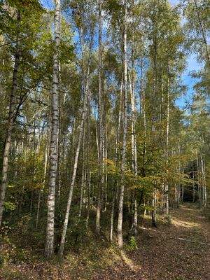 Blick in den Wald 4.JPG