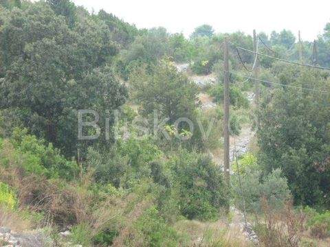 Vela Luka Bauernhöfe, Landwirtschaft, Vela Luka Forstwirtschaft