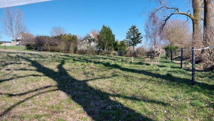 Wise neben dem Hausgrundst.