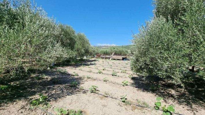 Kreta, Finika: Einfamilienhaus bei Heraklion zu verkaufen