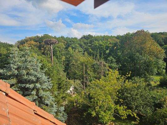 Blick in die Natur vom DG