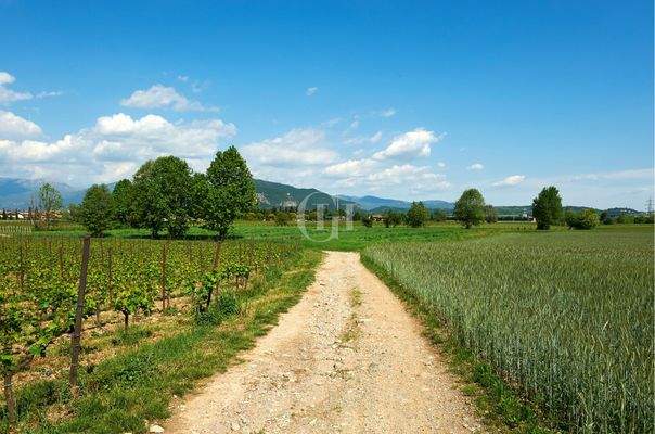 Weinberge in Franciacorta