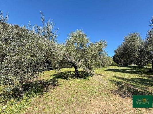 Olivenhain mit Meerblick