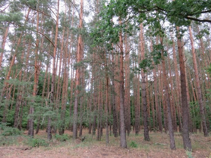 Waldgrundstück in Bestensee