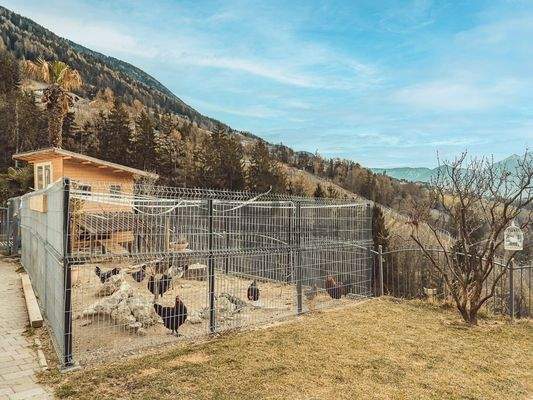 Hühnerfarm - allevamento pollame