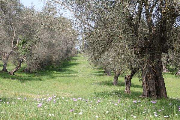 Teil unseres Olivenhains