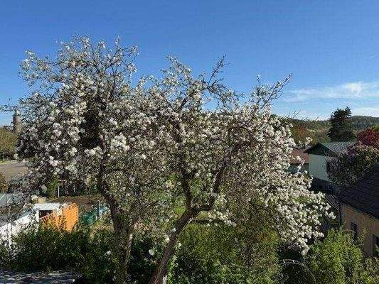 Ausblick aus OG, kleiner Burgblick