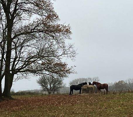 Pferdeliebhaber kommen auf Ihre Kosten