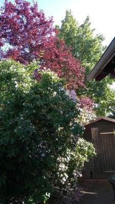 Frühlingsblüte/Schuppen