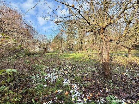 Hier wächst einiges an Obst