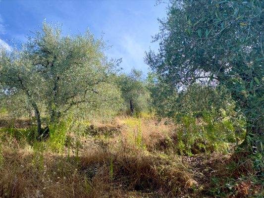 AP976_21 TERRA ITALIA IMMOBILIEN_TERRA ITALIA IMMO