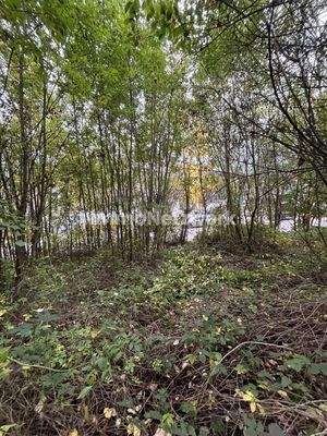 Grundstück Bewachsen