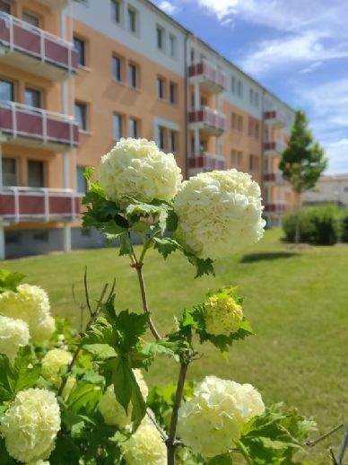 Calau Wohnungen, Calau Wohnung mieten