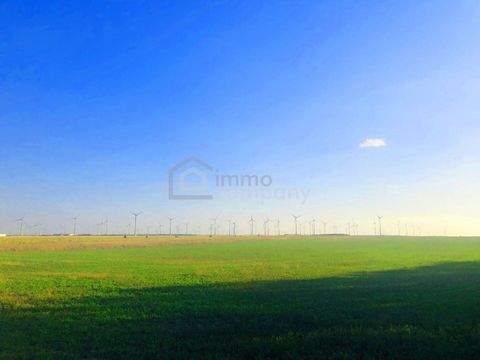 Zurndorf Bauernhöfe, Landwirtschaft, Zurndorf Forstwirtschaft