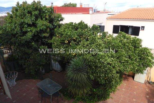 Orangenbäume im Garten