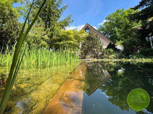 ... Schwimmteich. 