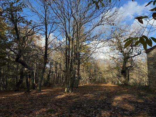 C75458BF-E954-41E2-AB11-A2C7BA1B44A4_1_102_o