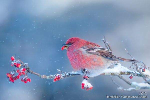Winterbild - Open House Event - Binderhäusl 2, Stubenberg - Simbach am Inn - ICC Immobilien Competence Center