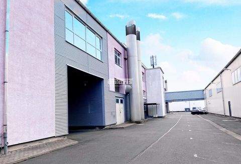 Erfurt Halle, Erfurt Hallenfläche