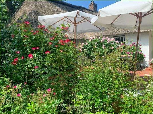 Rosenblüte an der Terrasse