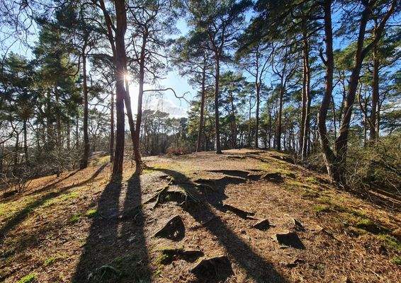 Waldspaziergänge in 20 Metern