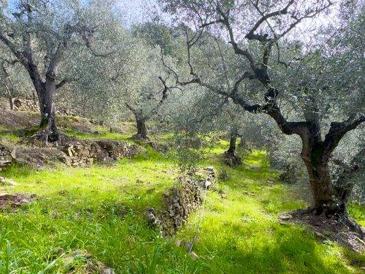 DA958_02 TERRA ITALIA IMMOBILIEN_LIGURIEN_DOLCEACQ