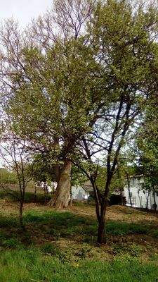 Garten mit Esskastanie