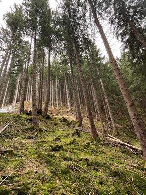 Waldgrundstück mit Baumbestand