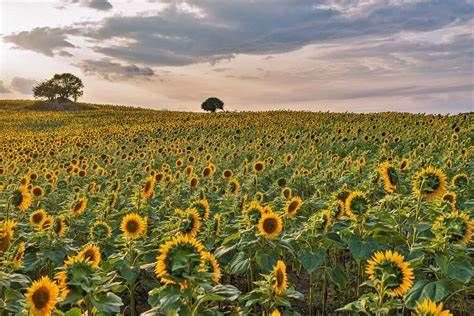 Sonnenblumen 3.jpg