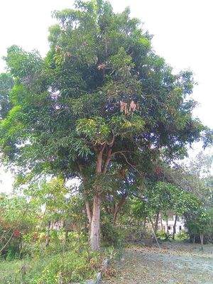 Mangobaum in eigenen Garten
