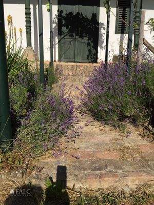 Garden - entrance to Suite unit