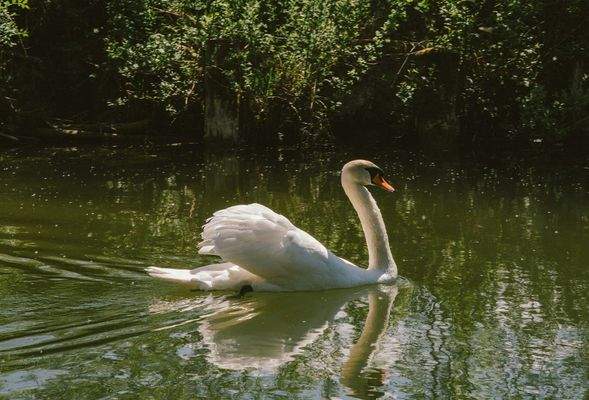 schwan_querformat Kopie