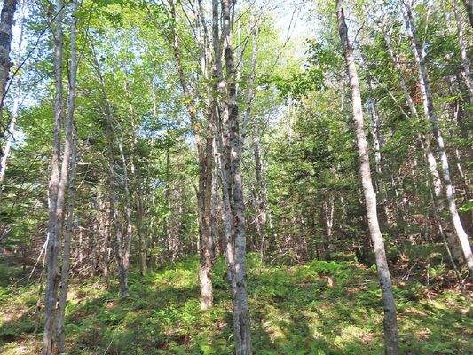 Cape Breton - Cleveland - Wunderschönes See-Ufer-G