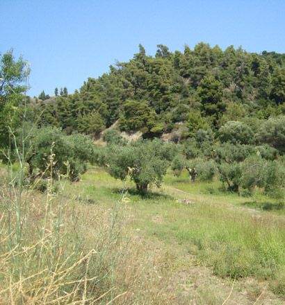 Chalkidiki Bauernhöfe, Landwirtschaft, Chalkidiki Forstwirtschaft