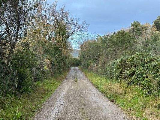 Zufahrt zum Olivenhain