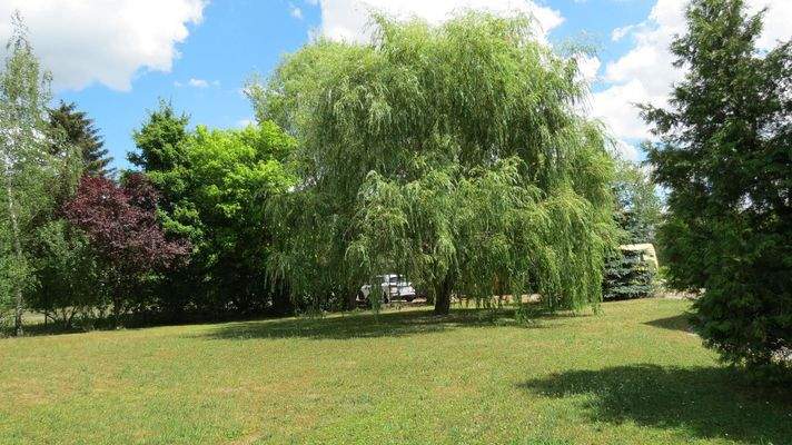 Sommerbild mit Weide vor dem Wohnhaus