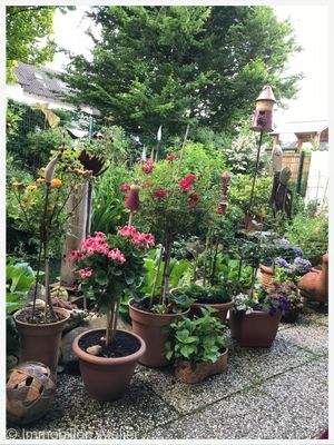 Garten im Sommer