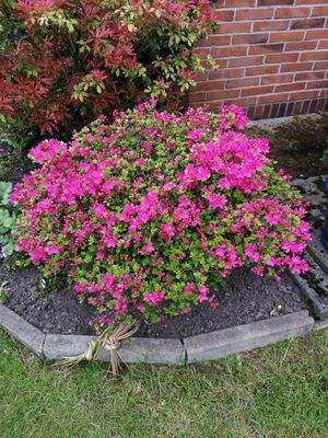 Blumenpracht im Sommer