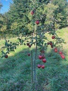 die ersten eigenen Äpfel