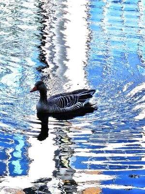 Besuch ist unterwegs -