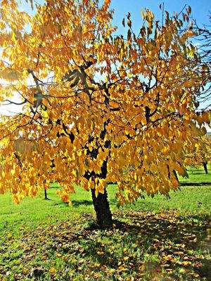 Naturerlebnis Streuobstwiesen